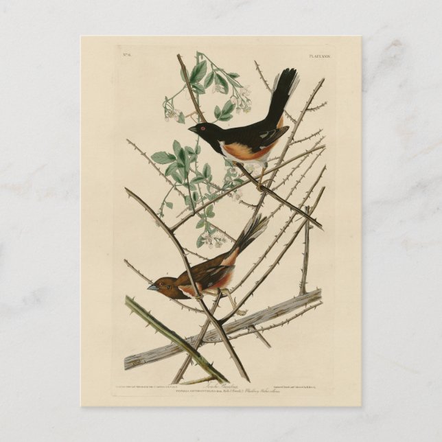 Carte Postale Towee Bunting (Eastern Towee) des oiseaux d'Audubo (Devant)