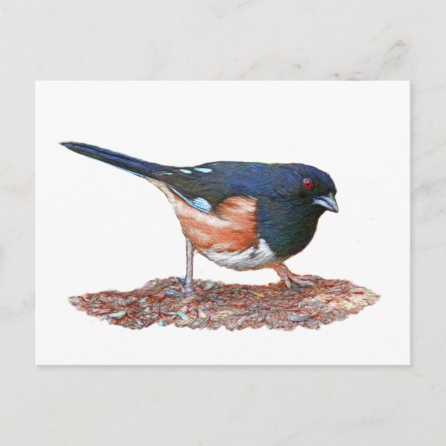 Carte Postale Towhee (Devant)