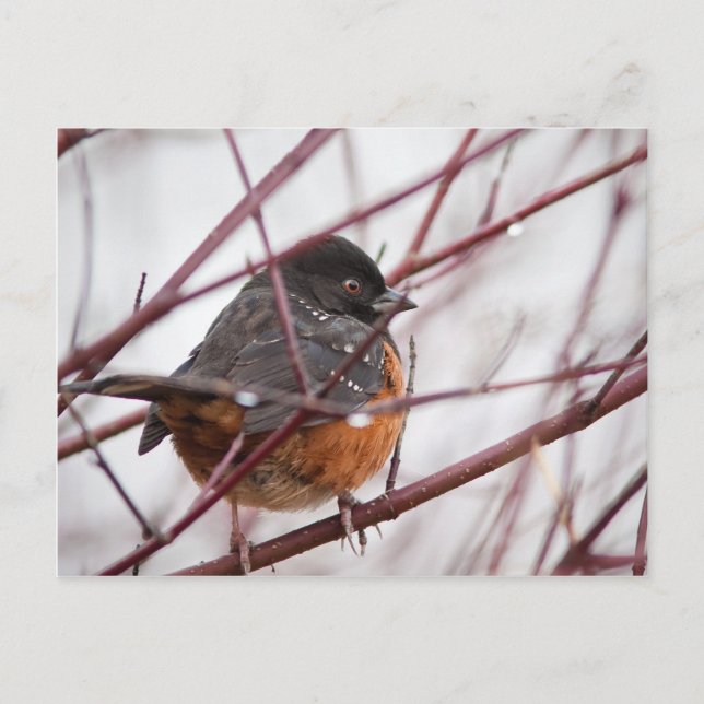 Carte Postale Towhee tacheté (Devant)