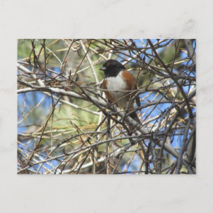 Carte Postale Towhee tachetée