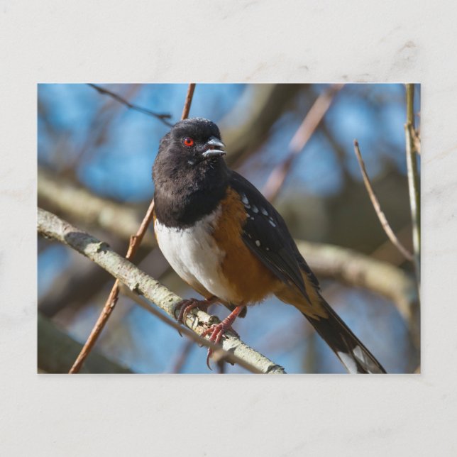 Carte Postale Towhee tachetée (Devant)