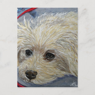 Carte Postale Toy Poodle Peinture - Cece