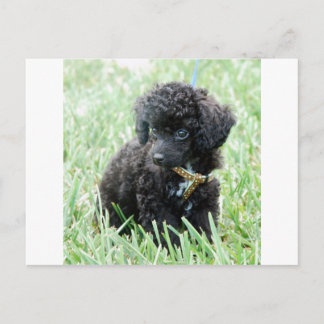 Carte Postale Toy Poodle Puppy