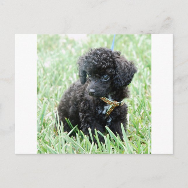 Carte Postale Toy Poodle Puppy (Devant)