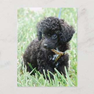 Carte Postale Toy Poodle Puppy