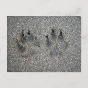 Carte Postale Traces de chien dans le sable