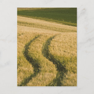 Carte Postale Tracteurs à travers le blé, Toscane, Italie