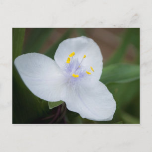 Carte Postale Tradescantia Andersoniana 'Osprey' Fleur