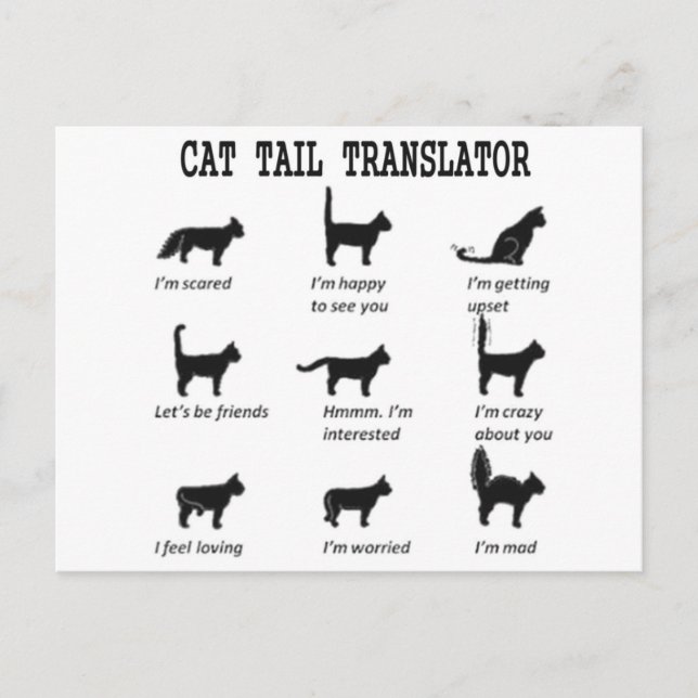 CARTE POSTALE TRADUCTEUR DE QUEUE DE CHAT (Devant)