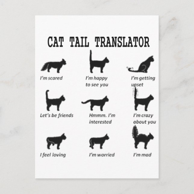 CARTE POSTALE TRADUCTEUR TAIL CAT (Devant)