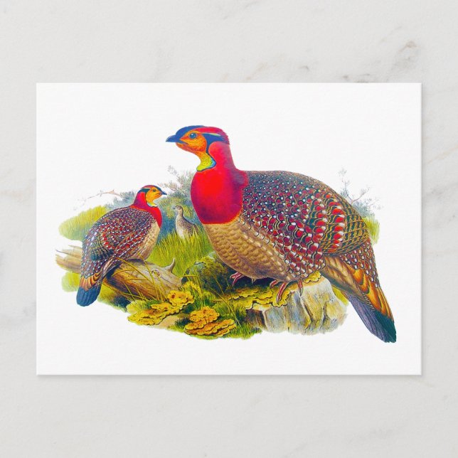 Carte Postale Tragopan à ventre gris (Devant)