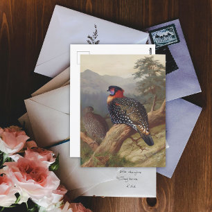 Carte Postale Tragopan occidental, Illustrations d'oiseaux
