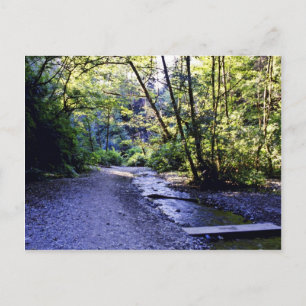 Carte Postale Trail Into Fern Canyon, Prairie Creek - Redwoods S