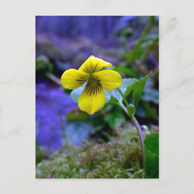 Carte Postale Trailing Jaune Violet 01 (Devant)