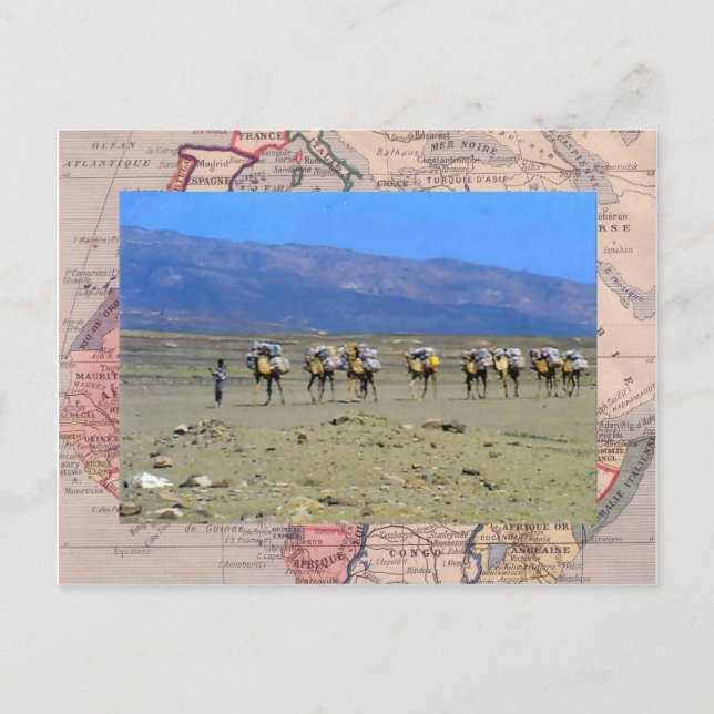 Carte Postale Train à chameaux traversant le désert du Sahara (Devant)