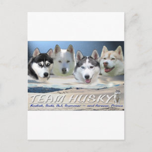 Carte Postale traîneau à chien
