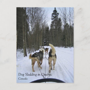 Carte Postale Traîneau à chiens au Québec, Canada