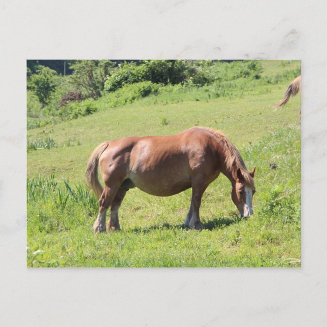 Carte Postale Trait Breton (Devant)