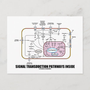 Carte Postale Trajectoires de transduction des signaux à l'intér