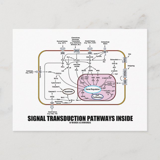 Carte Postale Trajectoires de transduction des signaux à l'intér (Devant)
