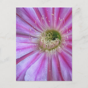 Carte Postale Tranches de gâteau plat