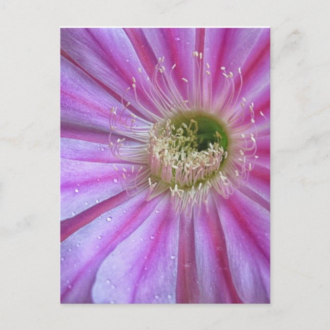 Carte Postale Tranches de gâteau plat (Devant)