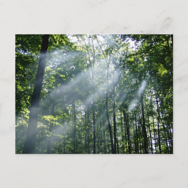 Carte Postale Tranquillité brumeuse (Devant)