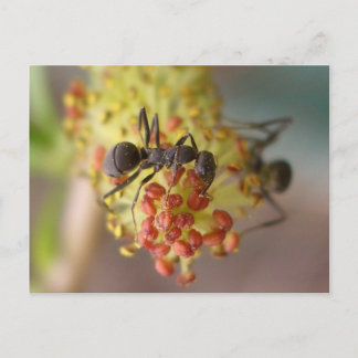 Carte Postale Travailler comme une abeille