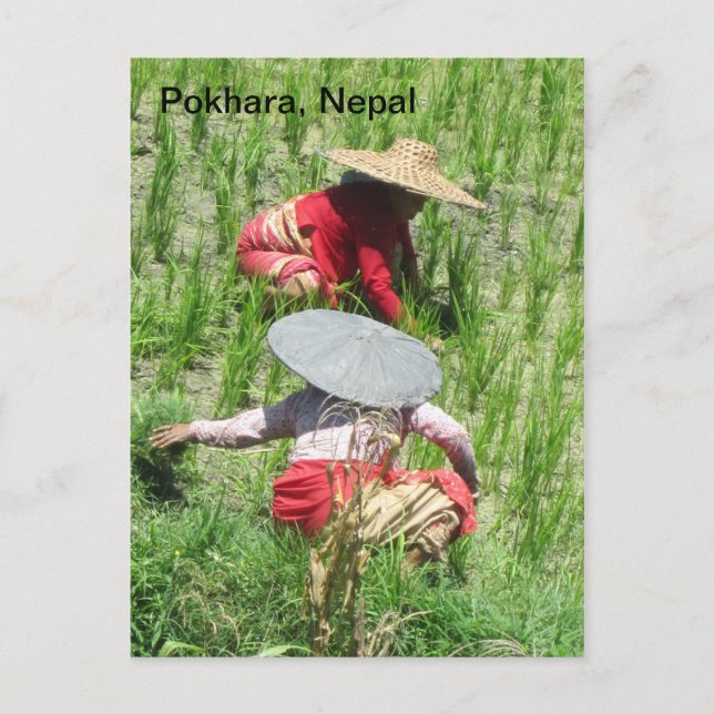 Carte Postale Travailler dans le Riz Paddy (Devant)