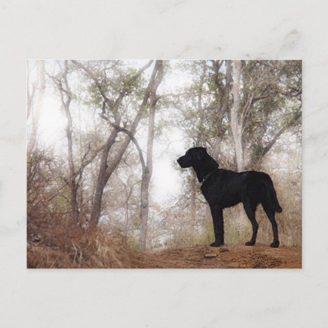 Carte Postale Travailler le Scooby de chien au travail Conservat (Devant)