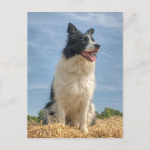 Carte Postale Travailler un chien dans Hay Bale en été