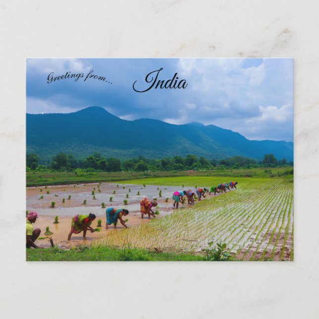 Carte Postale Travailleurs dans une rizière en Odisha Inde (Devant)