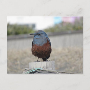 Carte Postale Traversée de Blue Rock