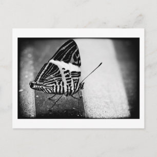 Carte Postale traversée de papillon