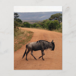 Carte Postale traversée de route de gnous