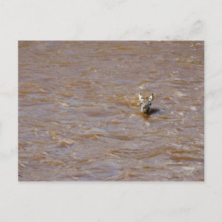 Carte Postale Traversée de Zebra