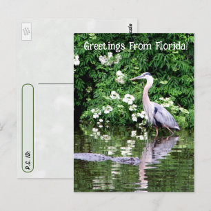 Carte Postale Traversée du Grand Héron Bleu et de l'Alligator