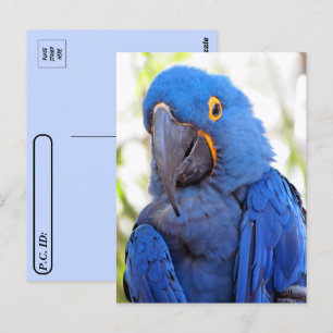 Carte Postale Traversée - Photo d'une Macaw bleue et or