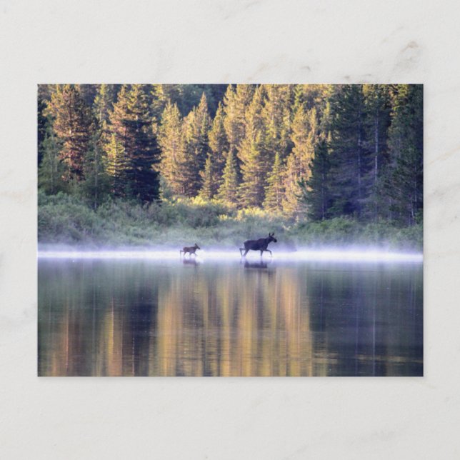 Carte Postale Traverser le brouillard (Devant)