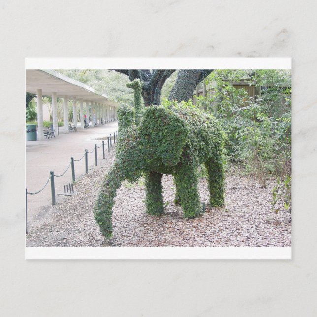 Carte Postale Tree Elephant (Devant)