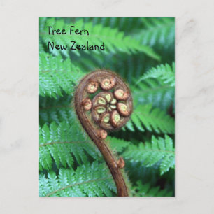 Carte Postale Tree Fern Nouvelle-Zélande