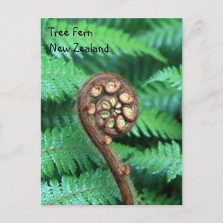 Carte Postale Tree Fern Nouvelle-Zélande