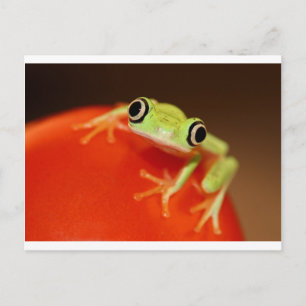 Carte Postale tree frog