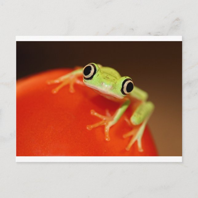 Carte Postale tree frog (Devant)
