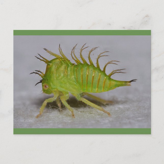 Carte Postale Tree hopper (Devant)