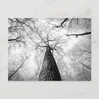 Carte Postale Tree in black and white