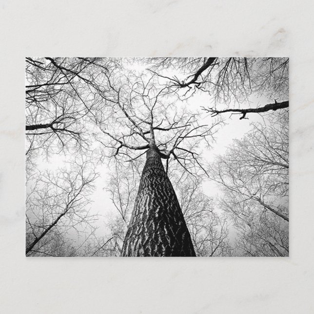 Carte Postale Tree in black and white (Devant)