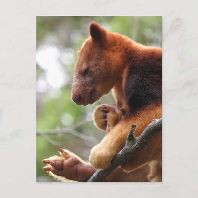 Carte postale Tree Kangaroo (Devant)