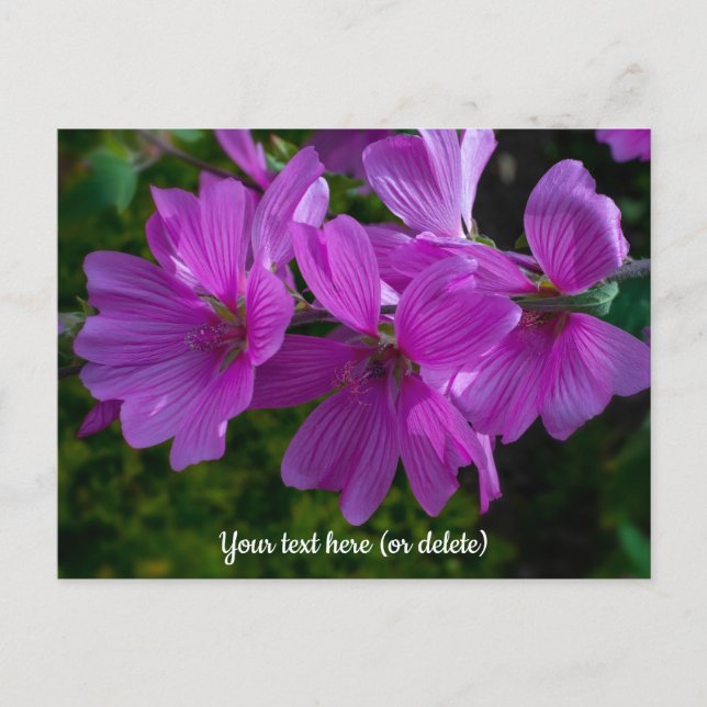 Carte Postale Tree Mallow Postcard (Devant)