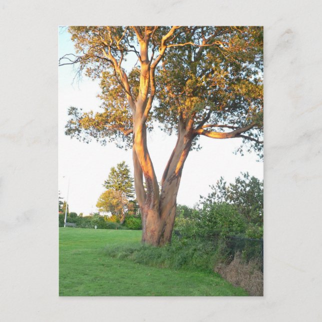 Carte postale Tree Nymphe (Devant)